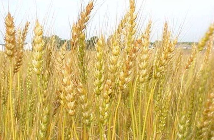सिरमौर के किसान 31 दिसम्बर तक कर सकेंगे रबी मौसम की फसलों बीमा ddnewsportal.com