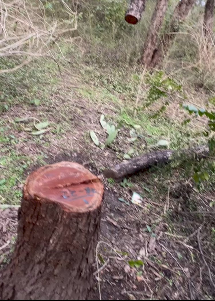 पांवटा में खैर के पेड़ों का अवैध कटान- कांग्रेस ने जारी की वीडियो ddnewsportal.com