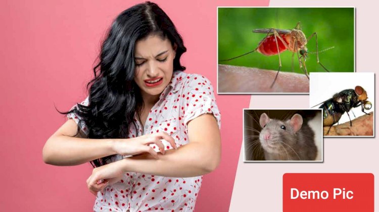5 मिनट में ऐसे पाइये मच्छर-मक्खियों से छुटकारा ddnewsportal.com