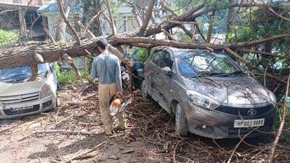 जब गाड़ियों पर अचानक गिर पड़ा बड़ा पेड़ ddnewsportal.com