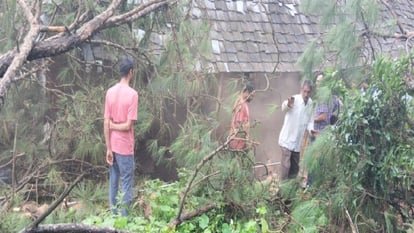 हिमाचल: मकान पर पेड़ गिरने से युवक की मौत ddnewsportal.com
