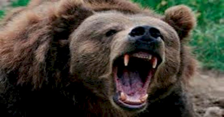 हिमाचल: आदमखोर भालू के हमले से महिला की मौत ddnewsportal.com