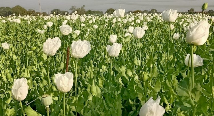 Crime News: Sirmour में अफीम की खेती का पर्दाफाश ddnewsportal.com