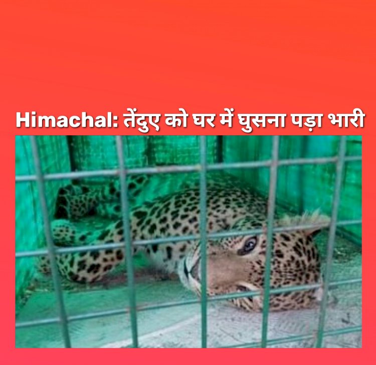 Himachal News: यहाँ घर में घुसा तेंदुआ तो हुआ कुछ यूं... ddnewsportal.com