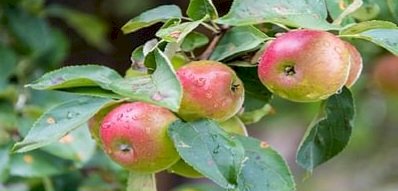 Himachal News: टमाटर के बढ़े भाव देखकर सेब हुआ लाल- ddnewsportal.com