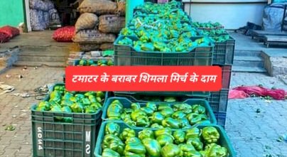 Himachal Farmers News: टमाटर के धमाल के बाद अब शिमला मिर्च होगी लाल ddnewsportal.com