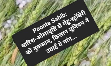 Paonta Sahib: बारिश-ओलावृष्टि से गेंहू-स्ट्रॉबेरी को नुकसान, किसान यूनियन ने उठाई ये मांग... ddnewsportal.com