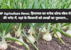HP Agriculture News: हिमाचल का सफेद सोना स्कैब रोग की चपेट में, यहां के किसानों को लाखों का नुकसान... ddnewsportal.com