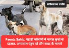 Paonta Sahib: पहाड़ी कॉलोनी में पागल कुत्तों से दहशत, अस्पताल पंहुच रहे डाॅग बाइट के मामले ddnewsportal.com