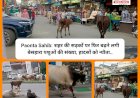 Paonta Sahib: शहर की सड़कों पर फिर बढ़ने लगी बेसहारा पशुओं की संख्या, हादसों को न्यौता..  ddnewsportal.com