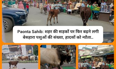 Paonta Sahib: शहर की सड़कों पर फिर बढ़ने लगी बेसहारा पशुओं की संख्या, हादसों को न्यौता..  ddnewsportal.com