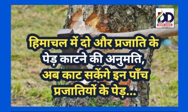 Himachal News: हिमाचल में दो और प्रजाति के पेड़ काटने की अनुमति, अब काट सकेंगे इन पाँच प्रजातियों के पेड़...  ddnewsportal.com
