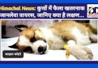Himachal News: कुत्तों में फैला खतरनाक जानलेवा वायरस, जानिए क्या है लक्षण... ddnewsportal.com