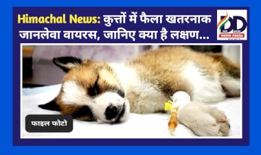 Himachal News: कुत्तों में फैला खतरनाक जानलेवा वायरस, जानिए क्या है लक्षण... ddnewsportal.com