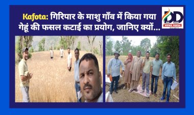 Kafota: गिरिपार के माशु गाँव में किया गया गेहूं की फसल कटाई का प्रयोग, जानिए क्यों... ddnewsportal.com