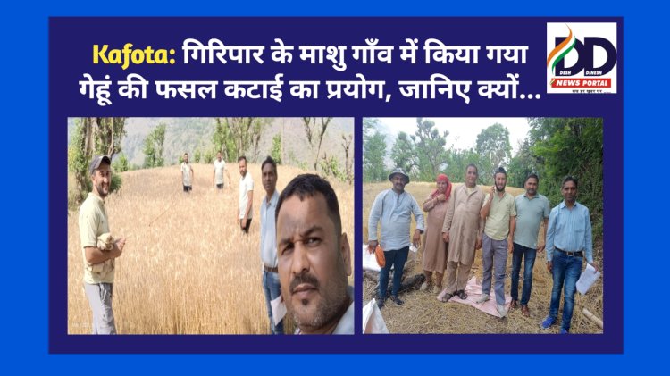 Kafota: गिरिपार के माशु गाँव में किया गया गेहूं की फसल कटाई का प्रयोग, जानिए क्यों... ddnewsportal.com