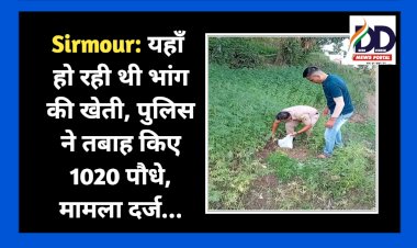 Sirmour: यहाँ हो रही थी भांग की खेती, पुलिस ने तबाह किए 1020 पौधे, मामला दर्ज... ddnewsportal.com