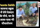 Paonta Sahib: जामना स्कूल में रोपे देवदार के पौधे, घर के आस-पास भी पौधारोपण ddnewsportal.com