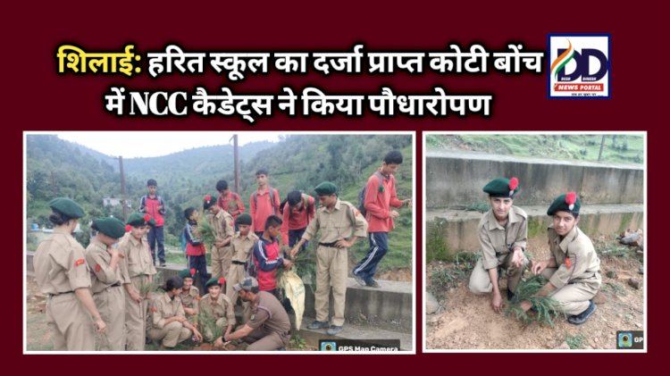 शिलाई: हरित स्कूल का दर्जा प्राप्त कोटी बोंच में NCC कैडेट्स ने किया पौधारोपण ddnewsportal.com