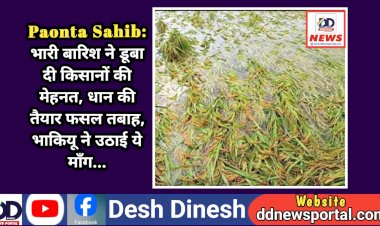 Paonta Sahib: भारी बारिश ने डूबा दी किसानों की मेहनत, धान की तैयार फसल तबाह, भाकियू ने उठाई ये माँग... ddnewsportal.com