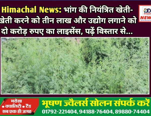 Himachal News: भांग की नियंत्रित खेती- खेती करने को तीन लाख और उद्योग लगाने को दो करोड़ रुपए का लाइसेंस, पढ़ें विस्तार से...  ddnewsportal.com