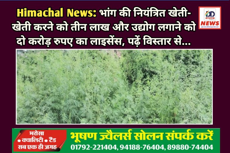 Himachal News: भांग की नियंत्रित खेती- खेती करने को तीन लाख और उद्योग लगाने को दो करोड़ रुपए का लाइसेंस, पढ़ें विस्तार से...  ddnewsportal.com